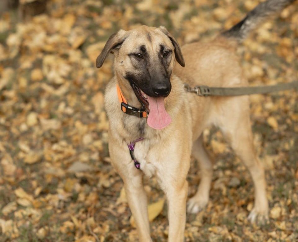 Волонтеры зооприюта «Искра» ищут новый дом для умной собаки Корицы